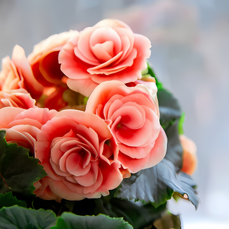 floricultura campinas