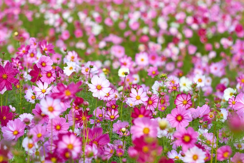 flores crisantemos